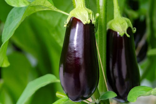 Kasvia kasvihuoneeseen: Munakoiso Kasvia kasvihuoneeseen: Munakoiso